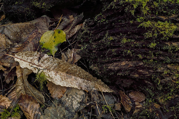 Leaf, Bark, Moss