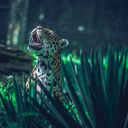 The Jaguar
