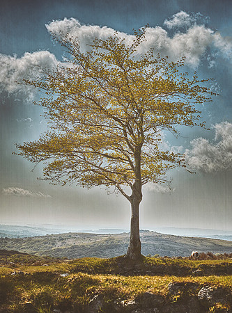 The Tree