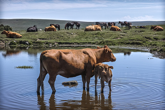 MOO