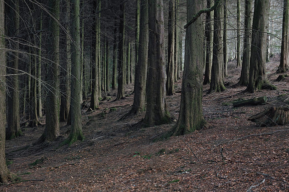 See Into The Trees