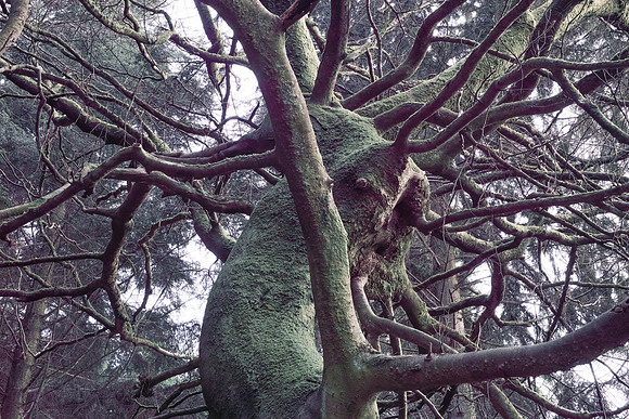 Under the Greenwood Tree