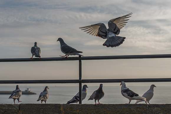 On the Wings of a Rock Dove