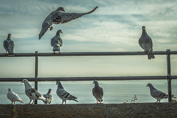 Rock Doves on Plymouth Hoe